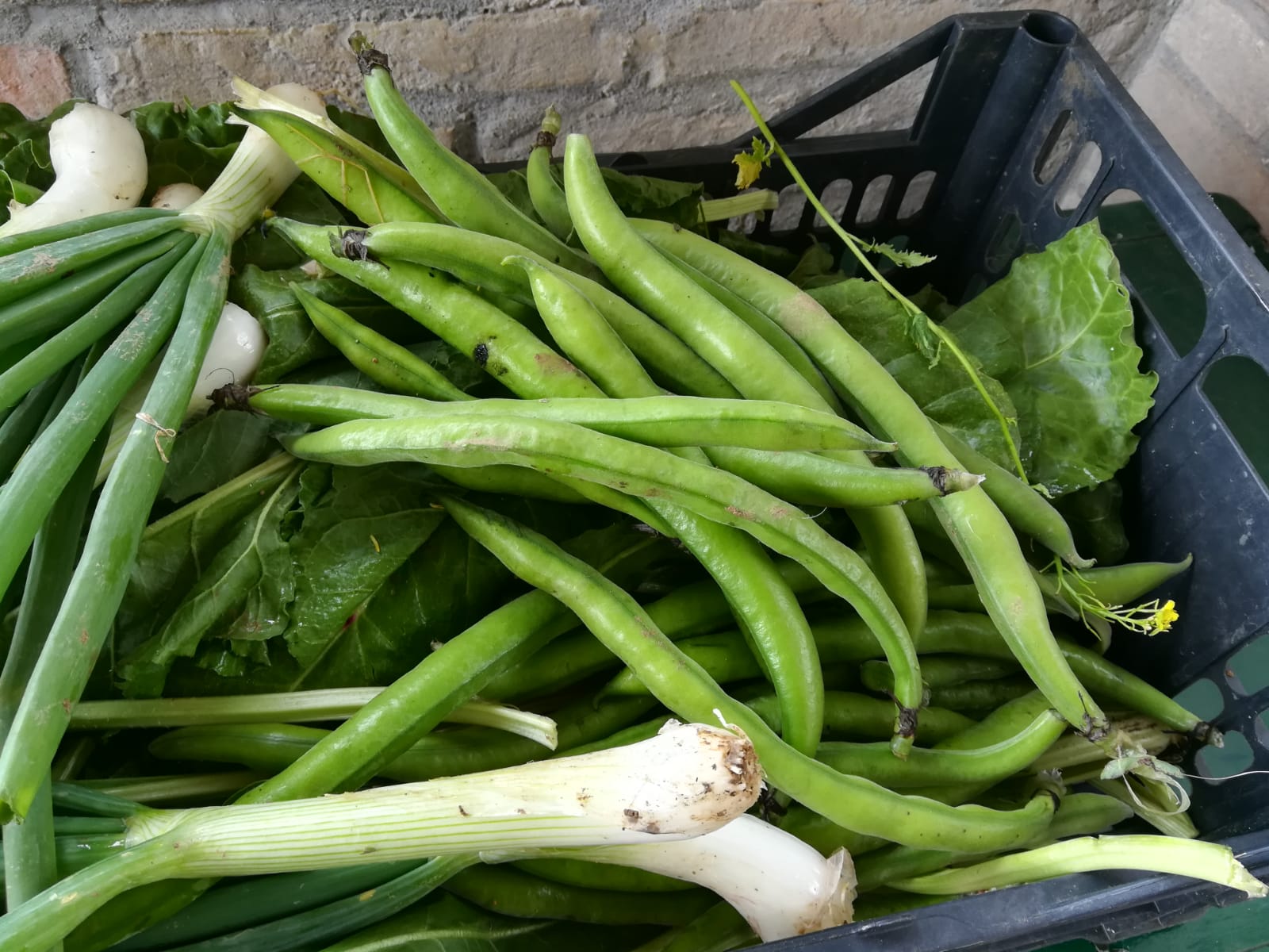 The Wisdom of Suspended Time: Artichokes and Fava Beans