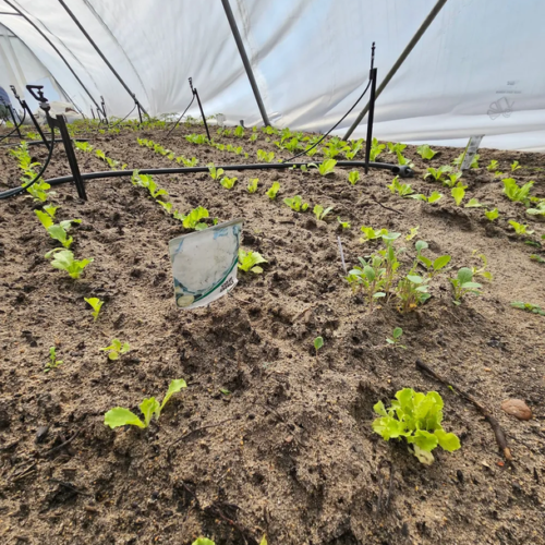“Peppers bring sweetness to Elandskloof restitution site” “Peppers bring sweetness to Elandskloof restitution site”
